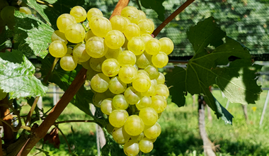 La vendemmia 2020 in Ticino? Le prospettive sono buone!