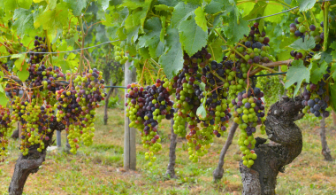 Quando la natura detta il ritmo: aspettando la vendemmia 2026