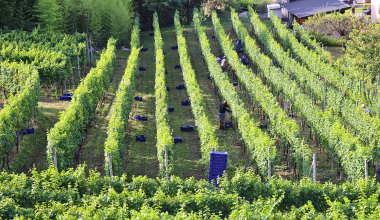 È iniziata la VENDEMMIA 2024