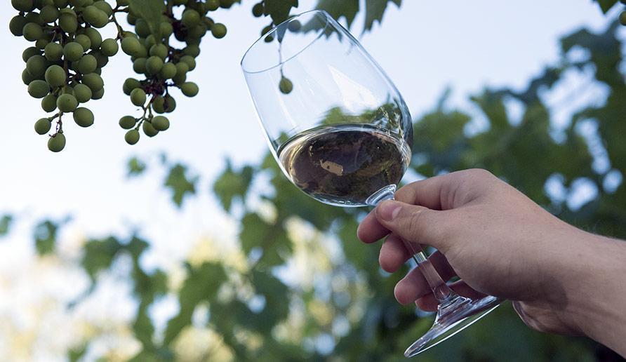 Il Mito degli Archetti del Vino