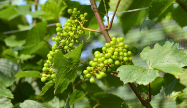 Primi Grappoli Giugno 2025