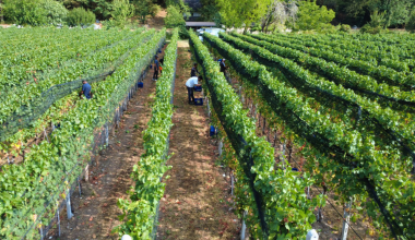 Vendemmia 2026 Delea